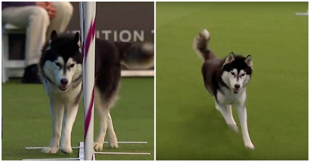 Lively Husky Gets Distracted During Agility Course, Elects To Have Fun Instead