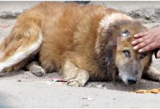 Ignored Old Street Dog With Gaping Wound Is Touched By A ‘Loving Hand’
