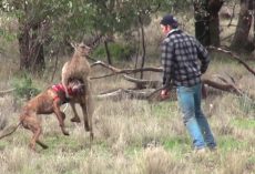 Guy Punches Kangaroo To Try To Free His Dog From Its Strong Chokehold