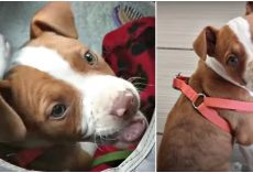 Strange Man Shoves Vicious Pit Puppy Into Woman’s Arms Then Vanished