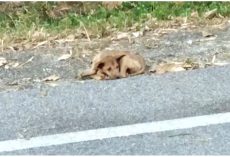 Wounded Stray Too Frail To Forage For Food, Laid Down On Roadside & Gave Up