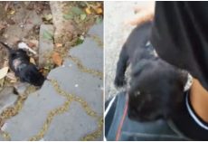 Tiniest Wounded Puppy Hears Her Voice, Comes Into Yard & Begs For Help