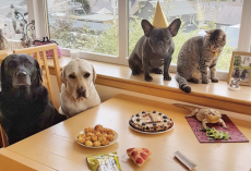 To Celebrate Her First Birthday, Dog Has A Party With All Of Her Friends