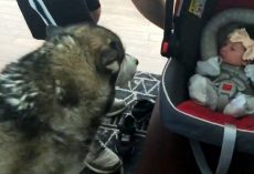 Dog Sees Newborn Baby For First Time And Plunges His Mouth Into The Baby Carrier