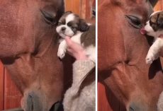 Horse Rubs His Head Up Against The Puppy As The Little One Gives Some Kisses