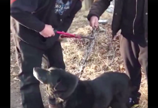 After 15 Years On A Chain, Neglected Dog Is Finally Being Cut Free