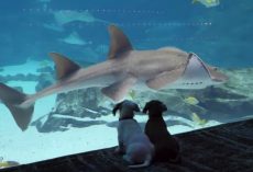 Puppies Get To Explore And Take In Sights And Sounds Of Closed-Down Aquarium