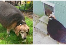 90-Pound Beagle Unable To Fit Through Doggy Door Winds Up At Shelter