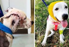 Bait Dog Had Lost Entire Part Of Her Face, Vets Called It The “Worst Case Ever”
