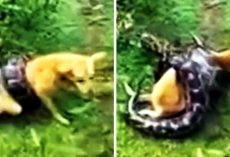 They Gulp In Fear As Python Starts Suffocating Dog, But Hero Dad Won’t Sit Back