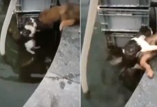 Cat Reaches For Help, Dog Jumps In Water To Save Her