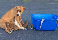 Dumped In A Parking Lot With Her 9 Babies, Mama Dog Did Her Best To Protect Them
