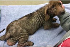 Elderly Woman Passes Away & Now All 14 Of Her Senior Dogs Are Homeless