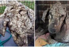 Her Cracked Skin Continued To Bleed But She Gave Her All To Keep Her Babies Alive