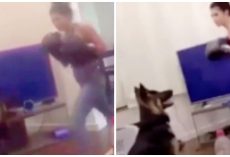 Woman Punches German Shepherd 9 Times To Head & Face With Boxing Gloves On