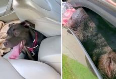 Veteran Breaks The Law To Save A Dog On The Verge Of Passing Out In A Hot Car