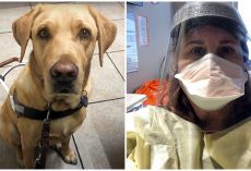 Nurse Goes To Great Lengths To Care For Man’s Guide Dog While He Is In Hospital