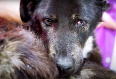 She Laid Alone In A Field With A Broken Jaw After Receiving A Blow To The Head