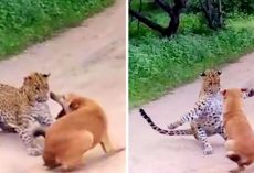 Leopard Sees Dog Sleeping & Pounces On Him, Dog Has Mere Seconds To Save His Life