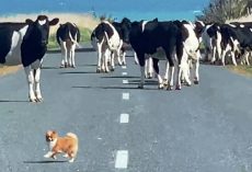 Over-Confident Tiny Dog Tries To “Herd” Loose Cows But Gets Surrounded By Them