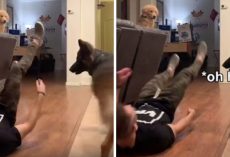 Golden And German Shepherd Watch Dad Faint, Discuss What To Do Now