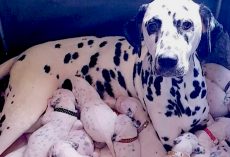 Dalmatian Pups ‘Just Kept On Coming’ During Mama’s 14-Hour Labor