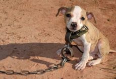 Timmy Was Found Chained Up In One Of The Largest Dog Fighting Raids Ever