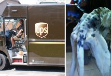 UPS Driver Finds A Bony Great Dane While Out On His Route