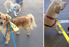 What It Means When You See Dogs Wearing Yellow Ribbons Or Leashes