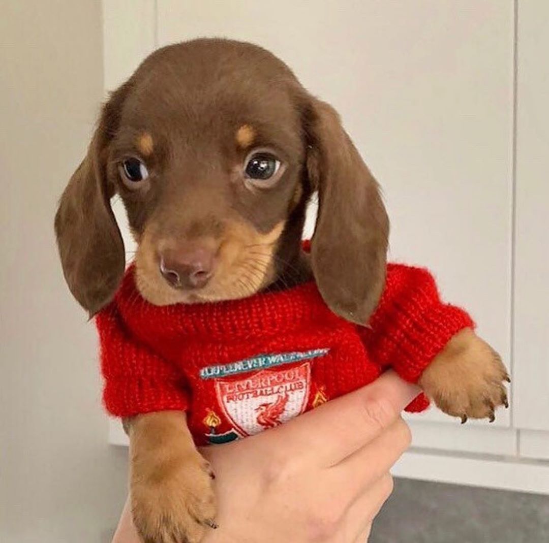 10+ Adorable Sausage Dog Pics To Put A Smile On Your Face