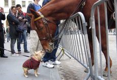 Frenchie Jumps For Joy Upon Meeting Police Horse