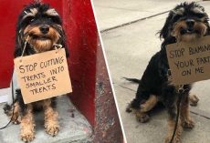 Dog Protests Everyday Annoyances By Holding Funny Signs In Her Mouth