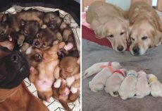 10+ Heartwarming Pics Of Proud Dog Parents Posing With Their Newborn Puppies