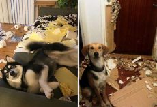 25 Times “Innocent” Dogs Were Caught Red-Handed