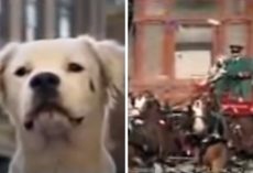 Stray Dog Becomes Big Hit In Classic Budweiser Super Bowl Commercial