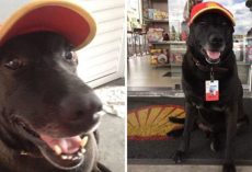 Senior Dog Abandoned At Gas Station Becomes Everyone’s Favorite Employee
