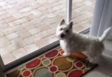 Shelter Dog Moves Into New Home, Adorably “Freaked Out” When She Notices A New Pool In The Backyard