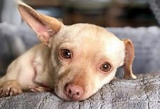 Stray Who Slept By The Freeway Trembled With Angst Whenever Anyone Came Near