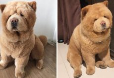 This Cuddly, Fluffy Chow Chow Looks Just Like A Plush Toy