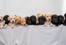 Labrador Gives Birth To One Of The Biggest Litters Ever Recorded For The Breed