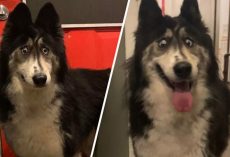 Cross-Eyed Husky Abandoned By Breeder Because She Was “Weird-Looking” Finds Forever Home