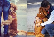 Friendly Golden Retriever Spreads Love By Giving Out Hugs To Everyone She Sees On The Street
