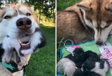 Hero Husky Finds A Box Full Of Near-Dying Kittens In The Woods And Becomes Their New Mom