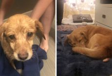 Man Wakes Up To Find An Unfamiliar Dog Needing Help In His Living Room, Ends Up Adopting Her
