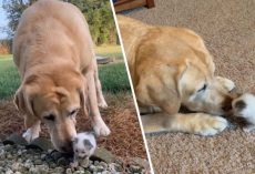 Mommy Dog Finds Tiny Orphaned Kitten. Now They Are Completely Inseparable