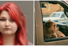 Dog Dies Inside Hot Car After Teenager Rolls Windows Up, Locks It & Walks Away