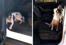 Cops Return To Patrol Car To See An Abandoned Dog Waiting Inside For Assistance