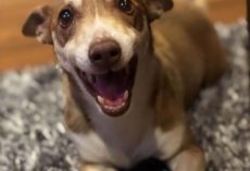 13-Year-Old Senior Dog Couldn’t Be Happier That His Family Remembered His Birthday