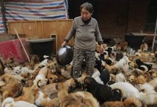 These Elderly Chinese Women Have Been Waking Up Every Day At 4AM To Feed 1,300 Stray Dogs