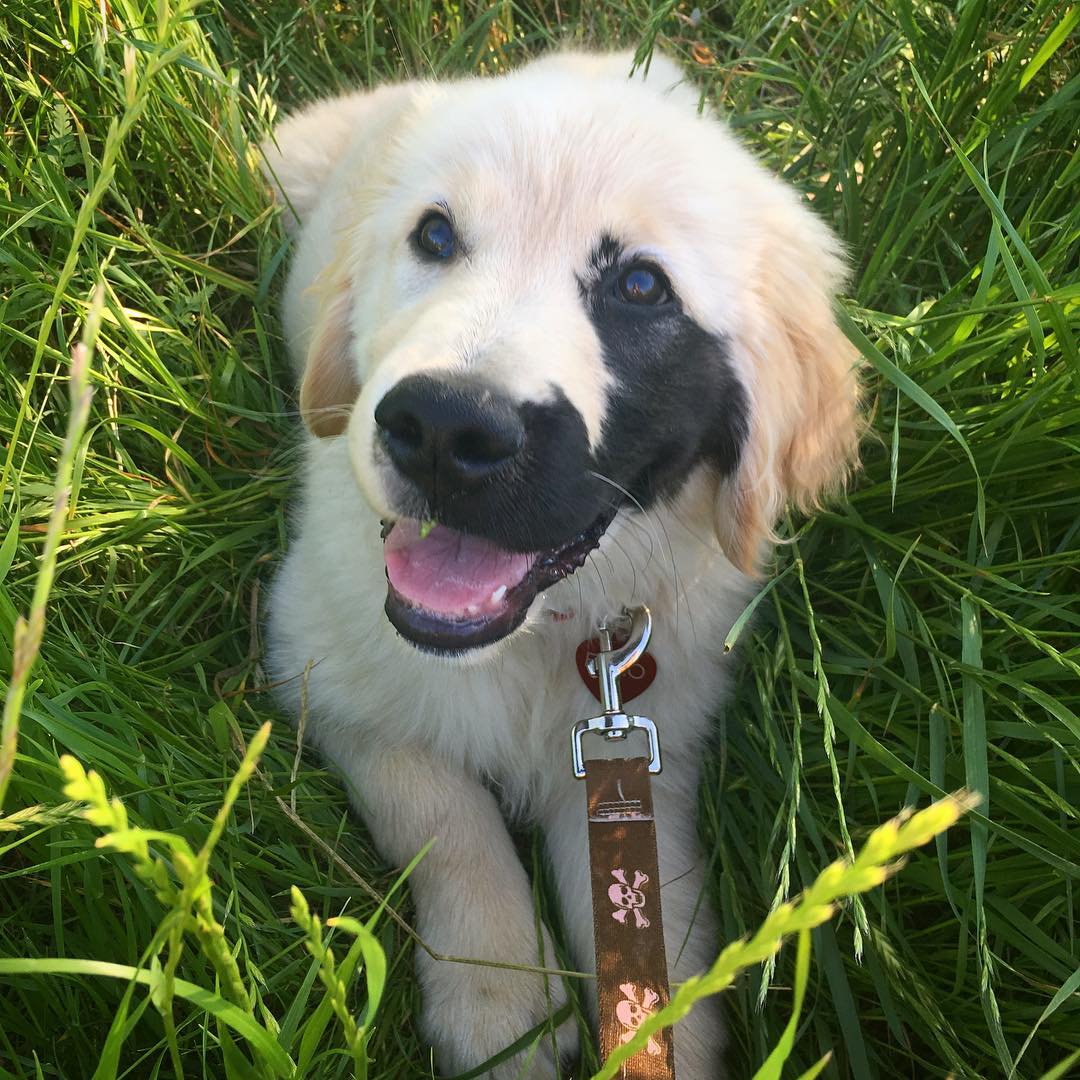 Golden Retriever Was Born With A Rare Mutation, And It Made Him